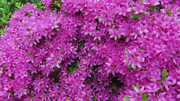 Purple Bush