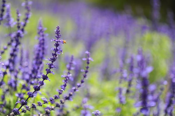 Purple Cluster Flower Photo