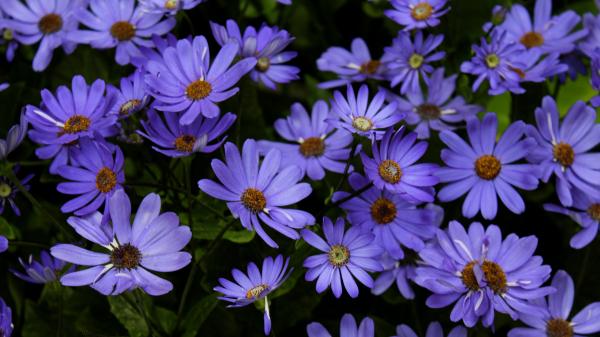 Purple Daisies