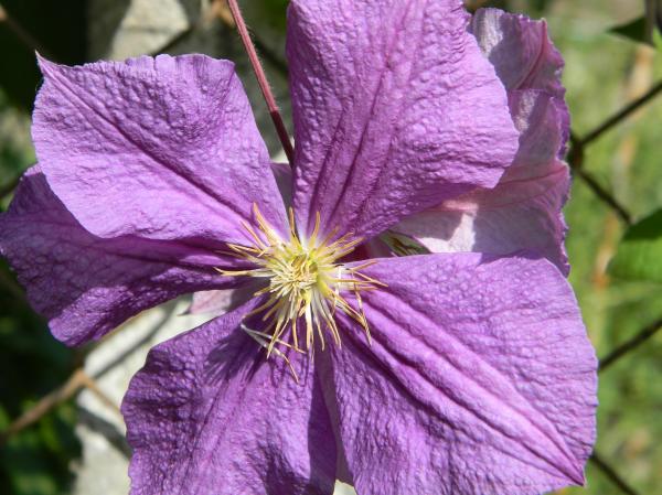 Purple flower