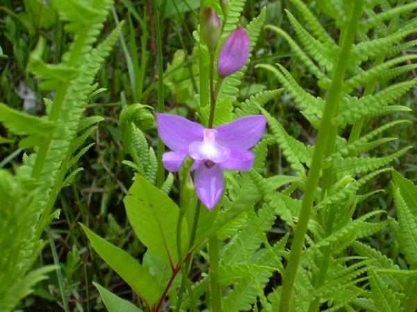 Purple Flower