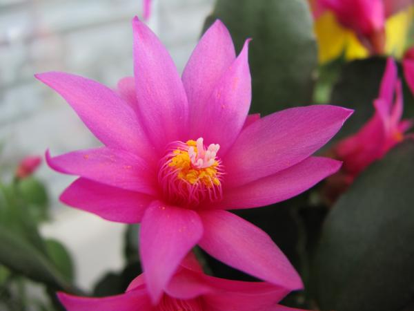 Purple flower