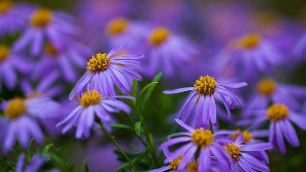 Purple Flower
