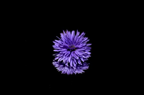 Purple Flower