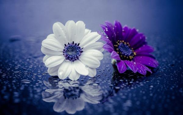 Purple Flower