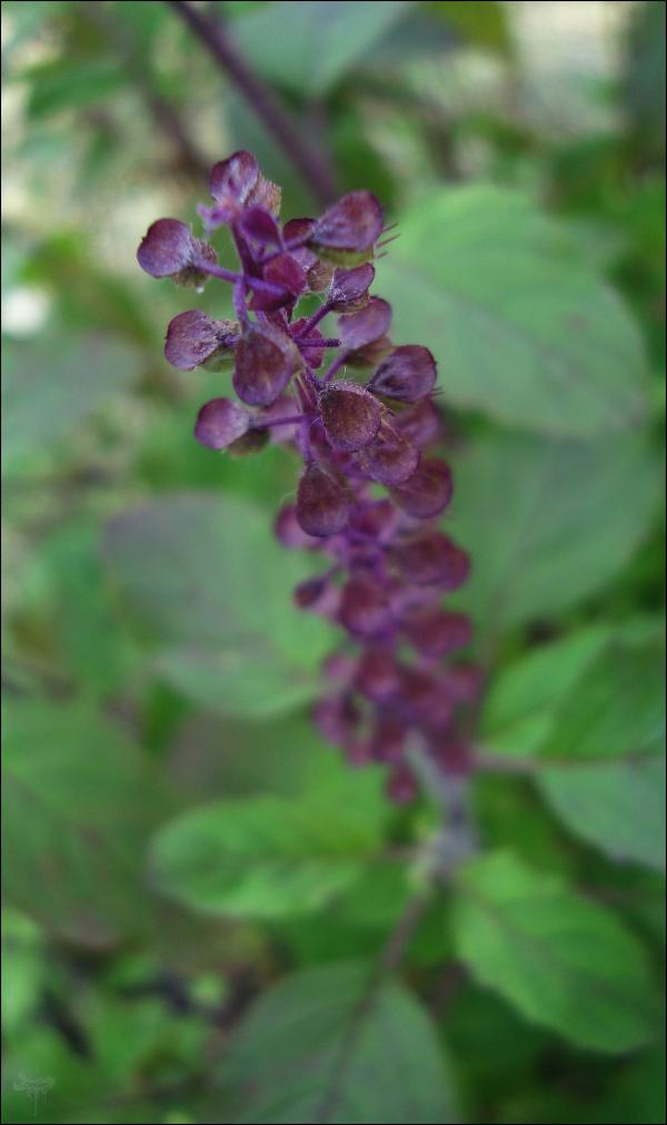 Purple Flower