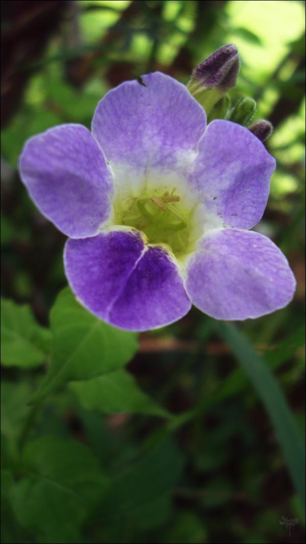 Purple Flower