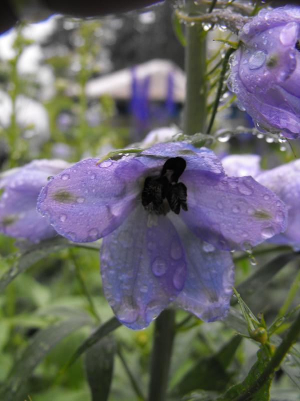 Purple Flower
