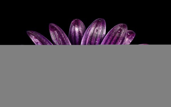 Purple flower