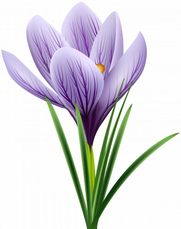 Purple Flower