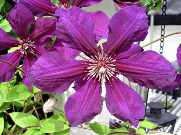 Purple flower