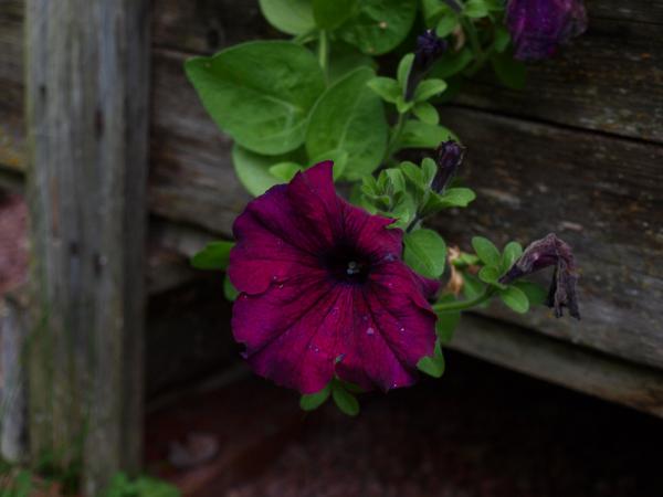 Purple flower