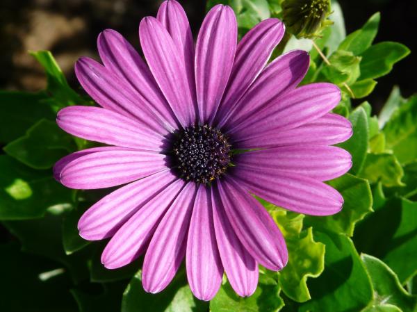 Purple Flower