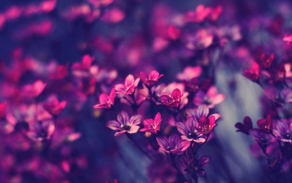 Purple Flower