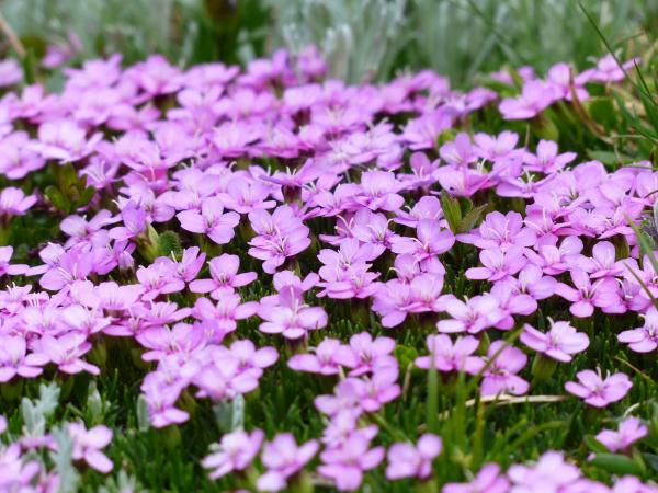 Purple Flower and Green Grass