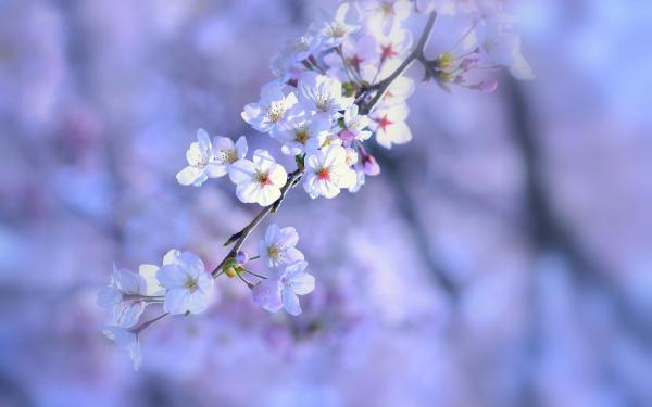 Purple flower branch