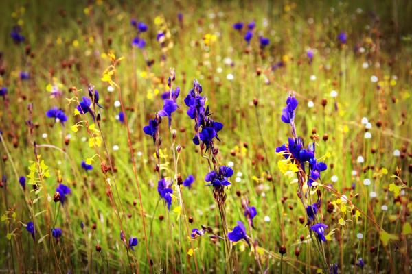 Purple Flower Closeup Photography