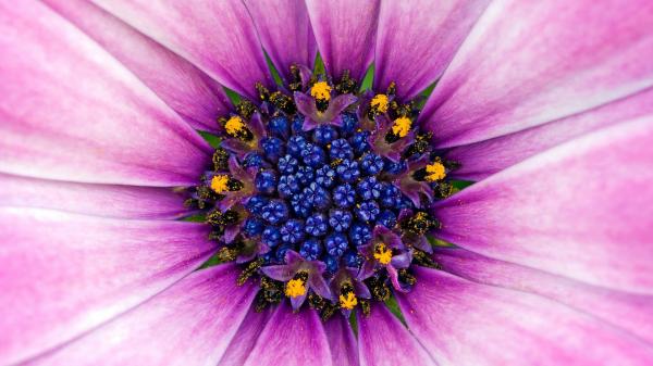 Purple flower close-up