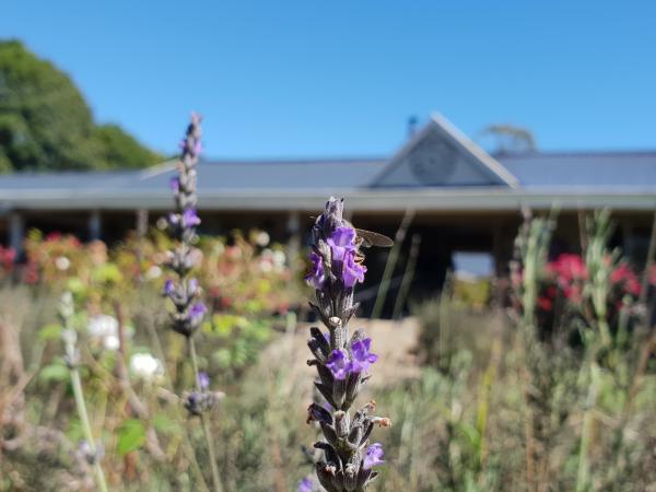 Purple flower in the garden