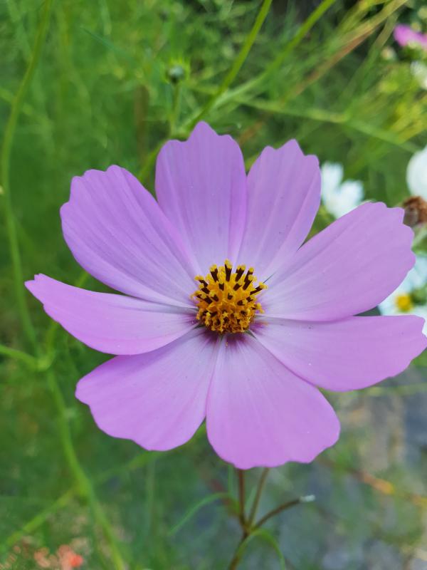 Purple flower in the grass