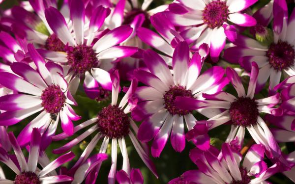Purple Flower Wallpaper