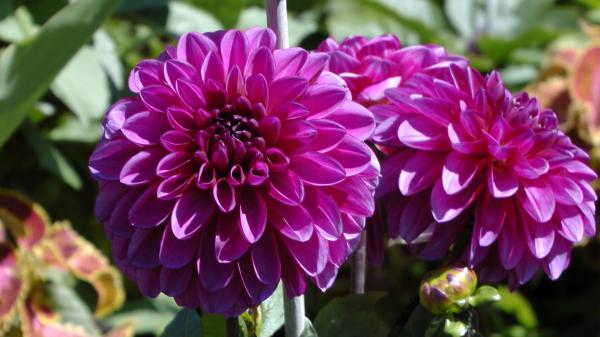 Purple flowers