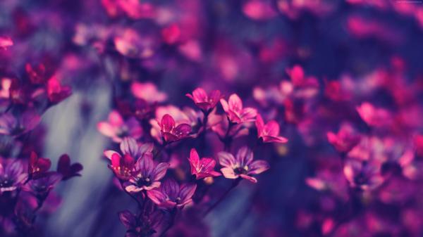 Purple flowers wallpaper