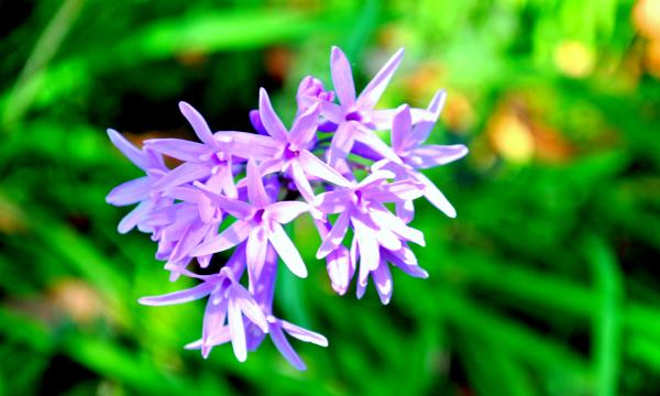 Purple Flowers