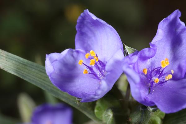 Purple Flowers