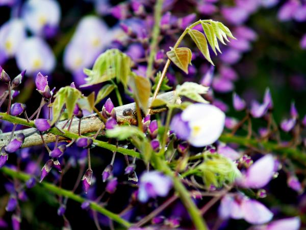 Purple Flowers