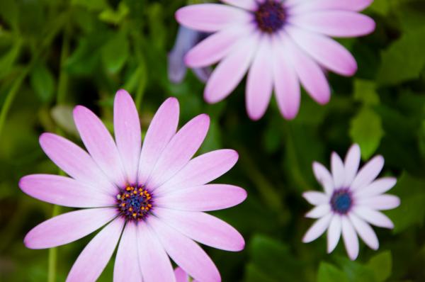 Purple flowers