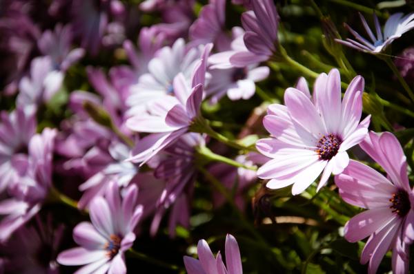 Purple flowers