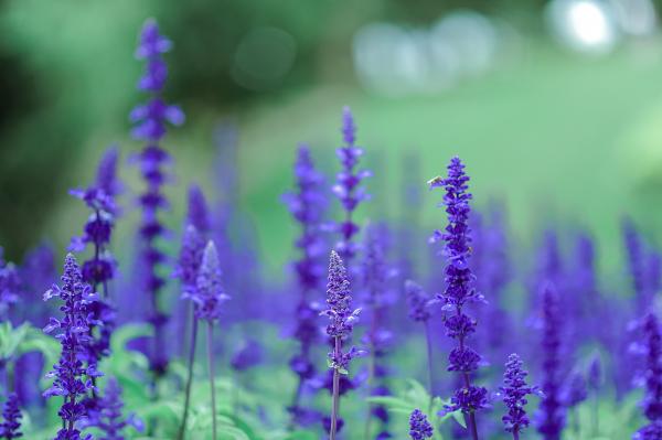 Purple Flowers