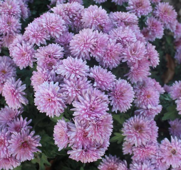 Purple Flowers in Full Bloom