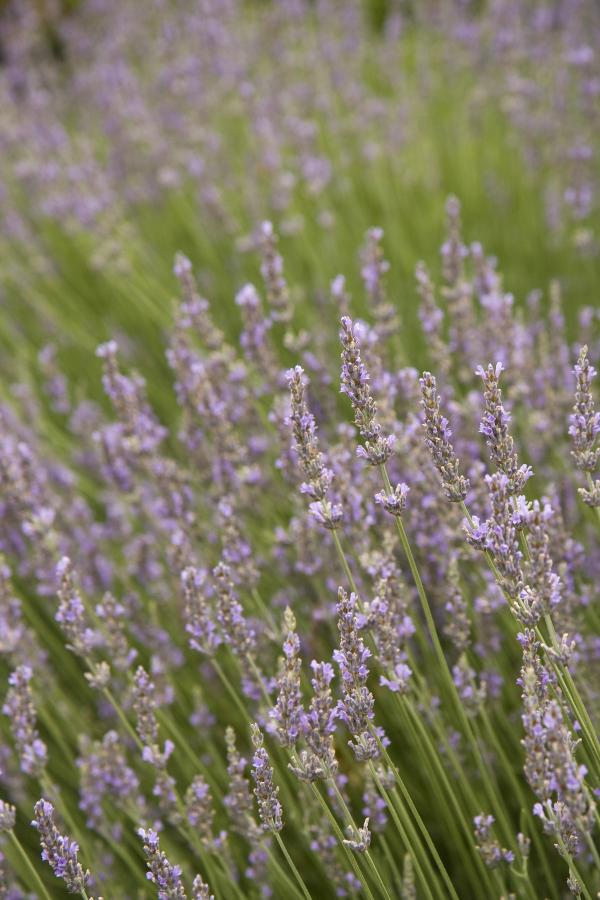 Purple Lavender Plants
