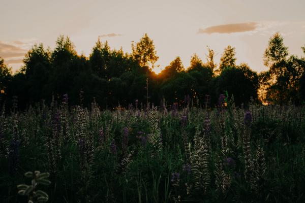 Purple Lavender Plants