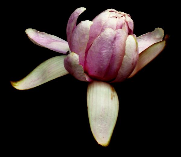 Purple Lilly on Black Background