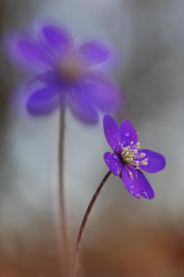 Purple Micro Flowers