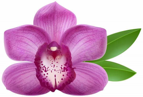 Purple Orchid