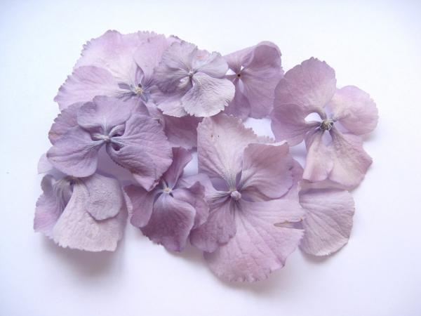 Purple Petal Flower