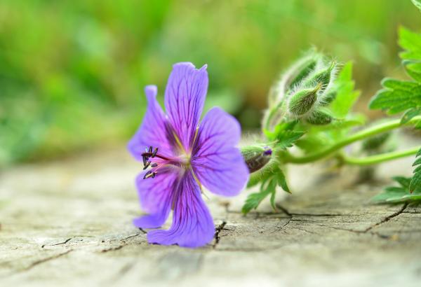 Purple Petal Flower Plant in Macro Photo