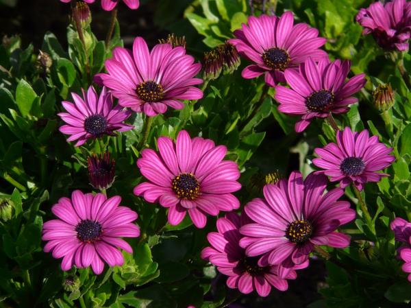 Purple Petal Flowers during Daytime