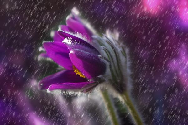 Purple Petaled Flower