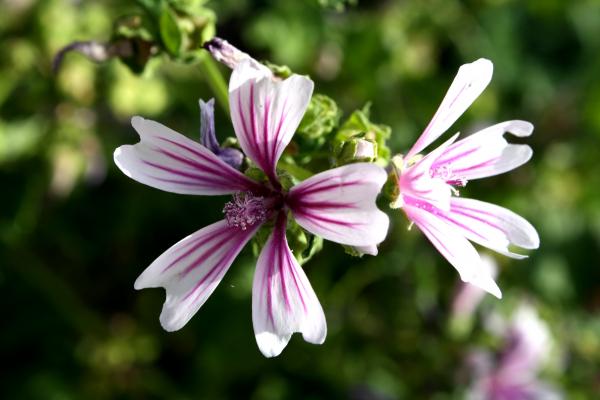 White Purple Flower