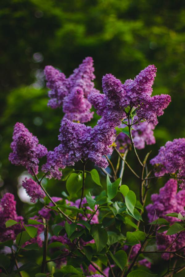 Purple Petaled Flower Fucos
