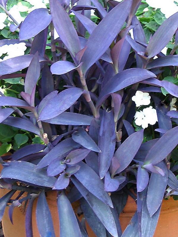 Purple Plant