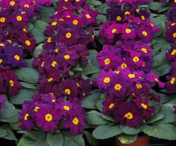 Purple Primroses