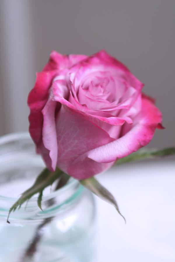 Purple Rose Centre