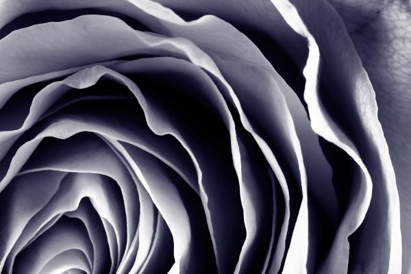 Purple Rose Macro - HDR