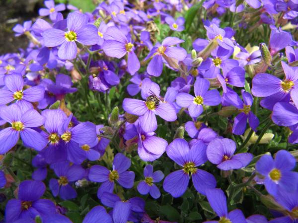 Purple spring flower